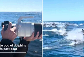 В Калифорнии случайно запечатлели, как тысячи дельфинов пронеслись мимо лодки