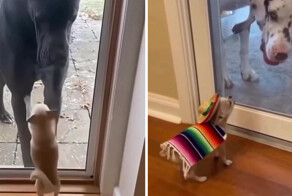 Мелкие «храбрые» собачки против гигантов