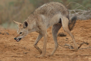 Золотистый волк: самый слабый и маленький хищник в мире