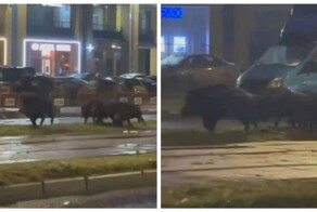 Семейство кабанов  на трассе в Санкт-Петербурге