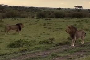 Лев застал львицу с другим самцом