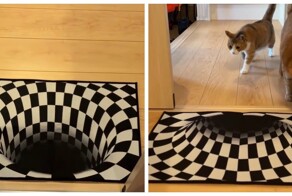 Коты обходят стороной коврики с оптической иллюзией