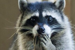 Как выглядит лысый енот