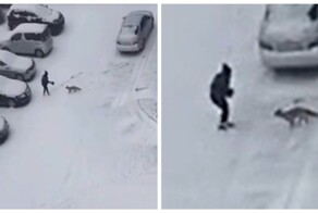 Лиса напала на девушку в Новосибирске