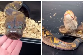 А вы видели, как чихают змеи?⁠⁠