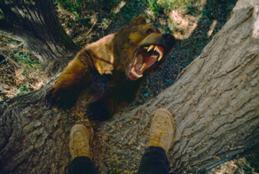 Почему есть мясо медведя смертельно опасно?