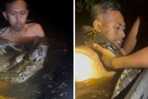 Жуткий момент: шестиметровый питон обвивается вокруг шеи гида на Борнео