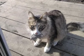 Реальные истории, подтверждающие высокий интеллект и развитую интуицию домашних питомцев