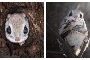 Фотограф заснял милого жителя тайги