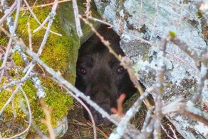 Редкие кадры засыпающего в берлоге медведя