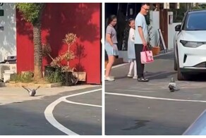 В Китае голубь растолстел от ресторанных угощений и утратил способность летать