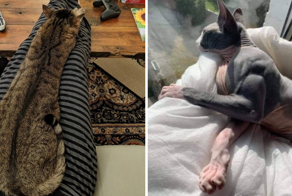 18 котиков, которые благодаря своим размерам могут считаться сразу за двух питомцев