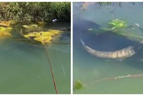 Индийский водяной буйвол — удивительный ныряльщик, способный проводить под водой до пяти минут