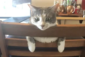 30 кошачьих поз, которые смешнее любого мема