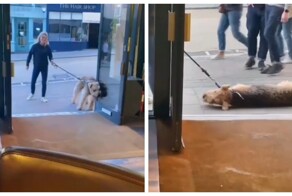 В Англии пёс отказался продолжить прогулку, пока не зайдёт в паб