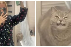 Почему кошки не любят «пшикающие» звуки