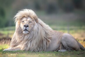 5 фактов, которые меняют представление о львах