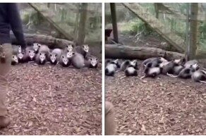 Мужчина напугал семью опоссумов