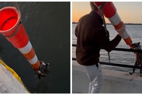 Пара спасла енота с помощью дорожного конуса