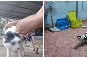 Инвалидная коляска для кота