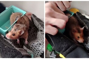 Спасатели пришли на помощь хомяку