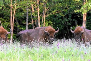Поляки встретили зубров возле дороги