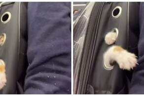 Транспортировка буйного пушистого пассажира