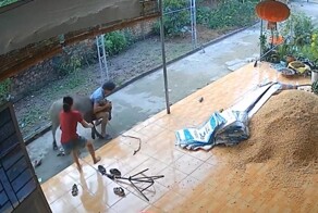 Разъярённый буйвол ворвался в дом, но мужчина сумел его усмирить