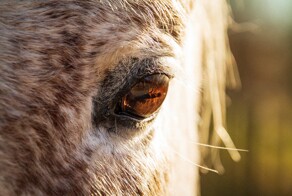 22 снимка, демонстрирующих скрывающуюся в мелочах вселенную