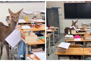 Олень съел экзаменационные листы школьников