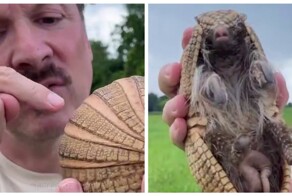 Неожиданный факт о броненосцах