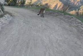 В США велосипедисты повстречали пуму на дороге