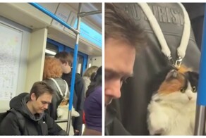 Мурка, что же с тобой стало?!