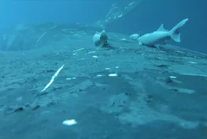 Ученые засняли рыб-прилипал, катающихся на ките