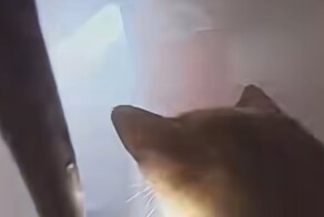 Драматический момент: спасение котов из пожара