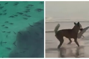 Динго выхватил детёныша акулы из мелководья на глазах у рыбака