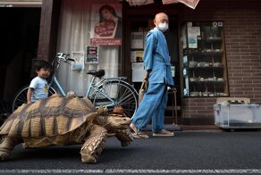 Дедушка гуляет со своей черепахой по городу