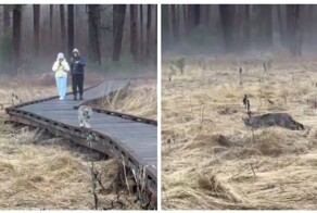 Рысь перекусила во время прогулки