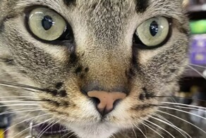 В Китае кошки парализовали работу майнинг-центра