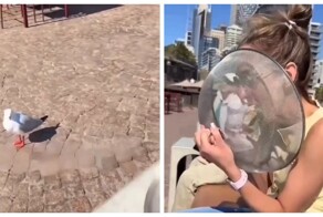 В Австралии показали, как кафе борются с воришками чайками