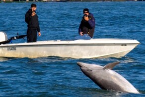 В Венеции появился игривый дельфин Миммо