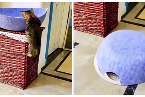 Кошки, которые сами себя загнали в ловушку