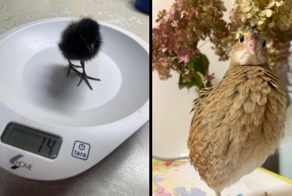 История о том, как птица пыталась соблазнить  хозяйку