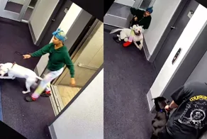 Когда встреча с другой собакой превращается в борьбу за жизнь