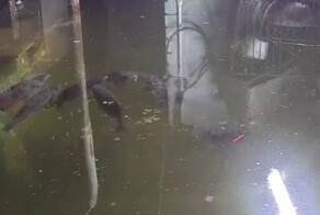 Жительница Кузбасса занялась разведением карпов в затопленном подвале