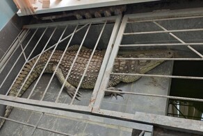 Прокуратура проверит калужскую телекомпанию, в редакции которой содержится крокодил