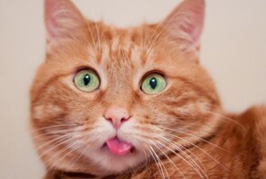  Жизнь с котом полна сюрпризов