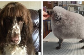 Собаки и их улётные стрижки