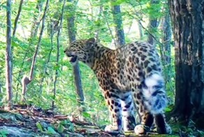 "Леопардовый сурикат" в Приморье