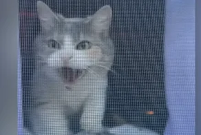 Принял за чужака: кот не узнал хозяйку